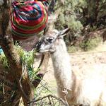 Carolyn Morgan, Peru
